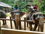 Elefantentrekking in Pang Nga Asia Safari Park Elefantenritt der Elefant Jintana und sein Mahout (TH).